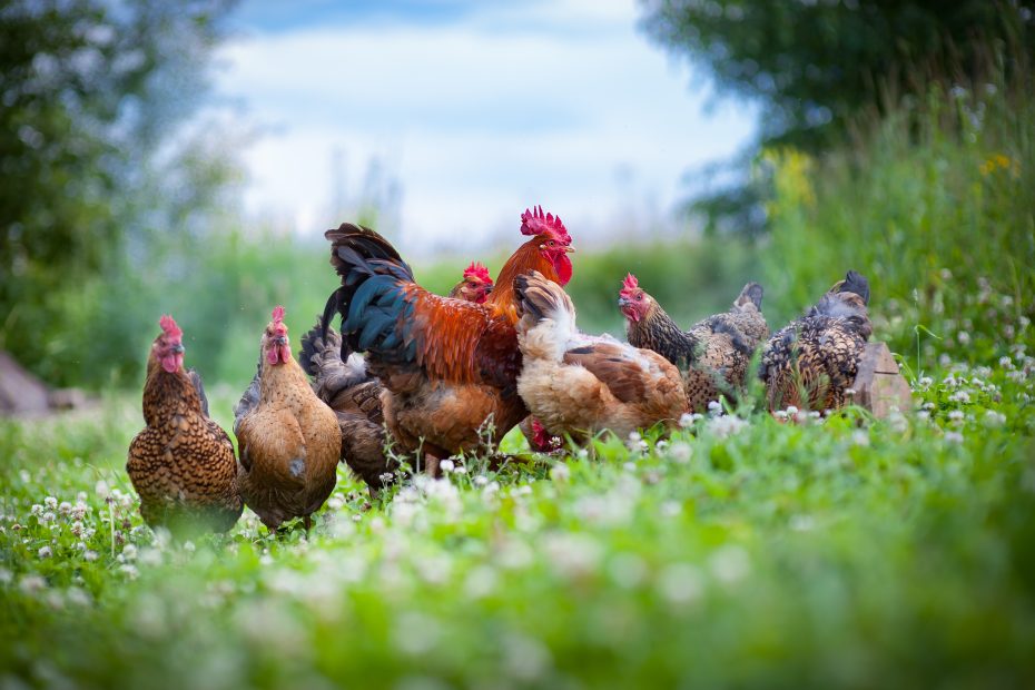 5 indispensables pour des poules en bonne santé