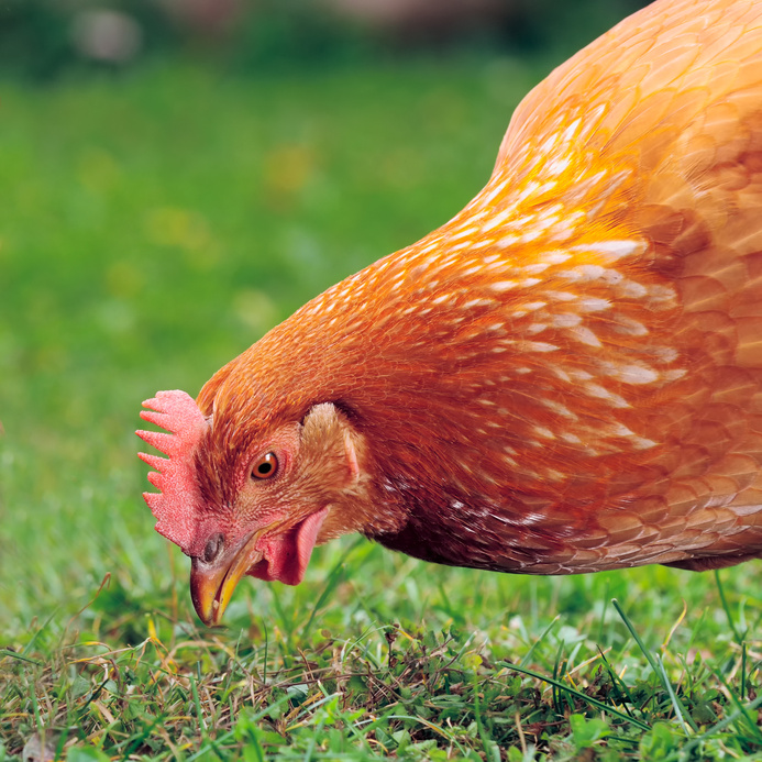 5 indispensables pour des poules en bonne santé