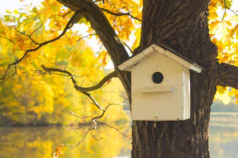 Le nichoir à oiseau : comment le construire et l'installer au jardin ?